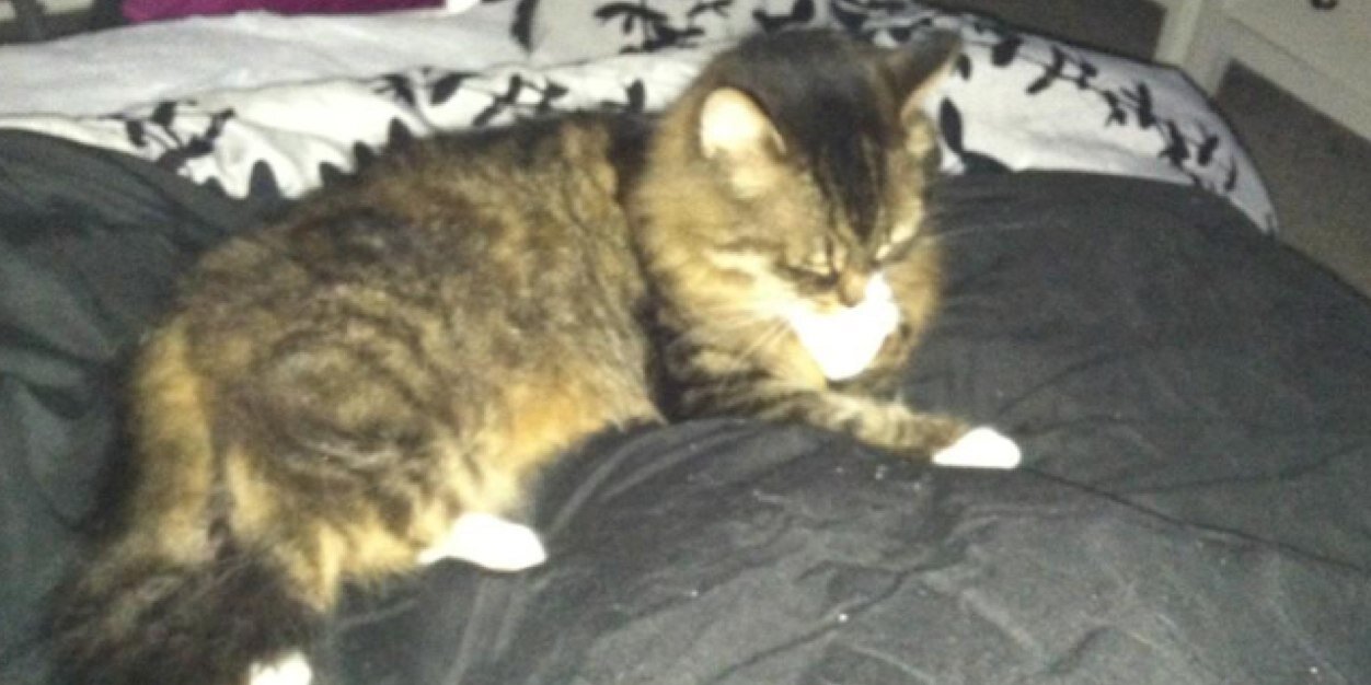 KittenMittensXO's profile banner image