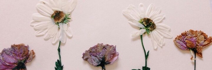VentroneLuisa's profile banner image