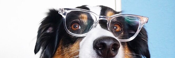 LillytheAussie's profile banner image
