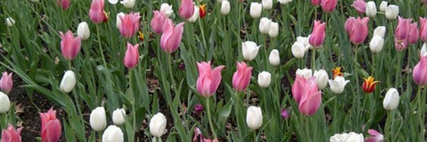 LisaHSays Profile Banner