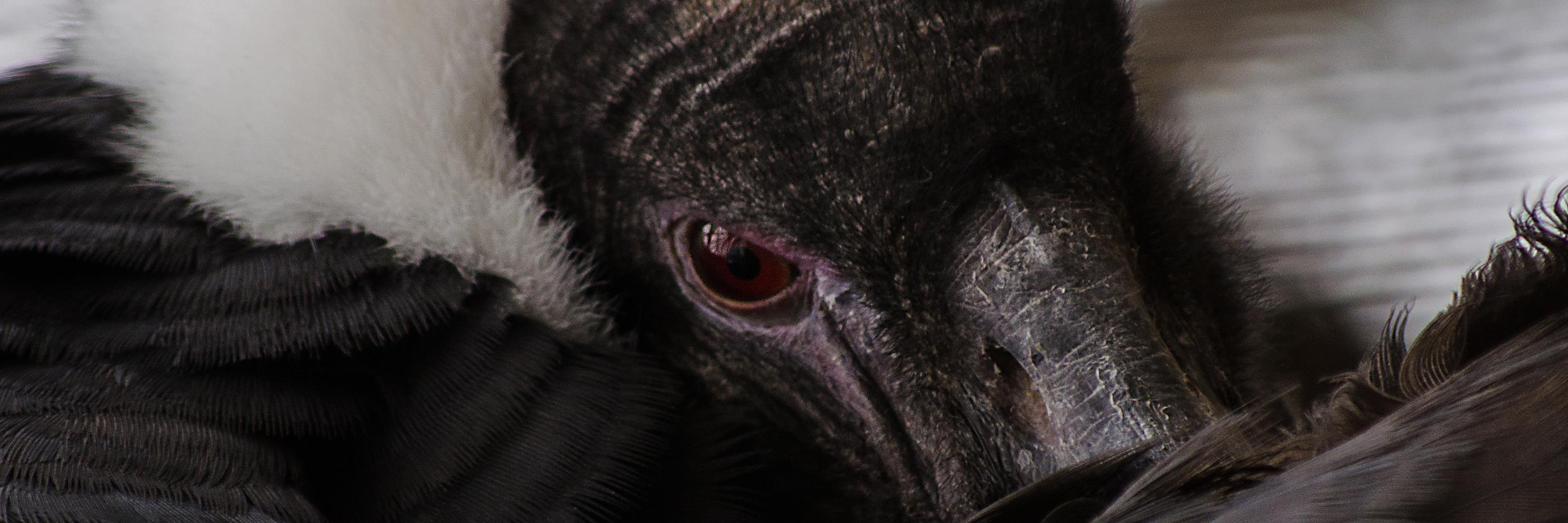 Seana Dowling-Guyer banner