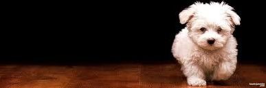 Petsmart2187's profile banner image