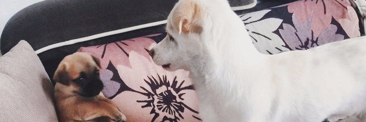 annabeth2004's profile banner image