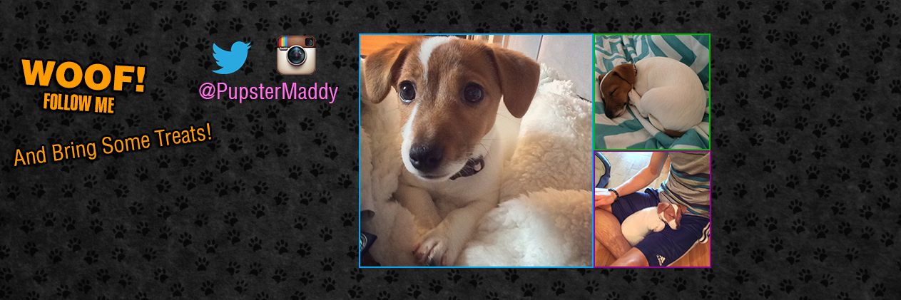 PupsterMaddy's profile banner image