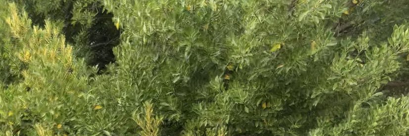 Kee. banner