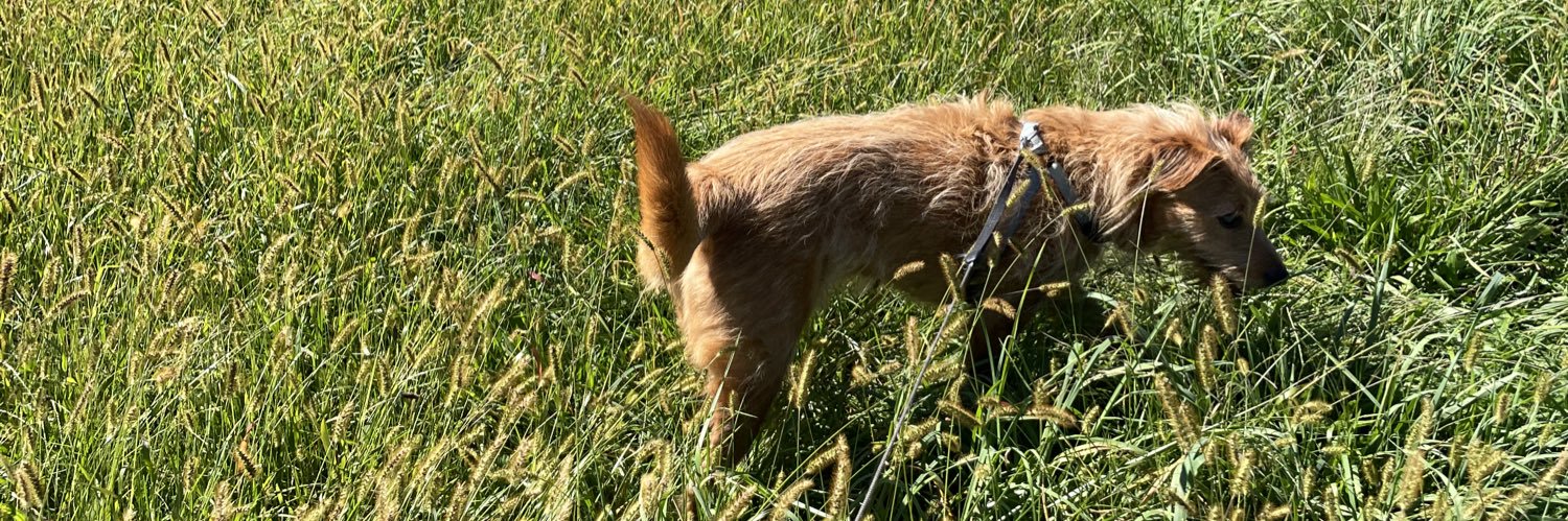 RufustheRedDog's profile banner image