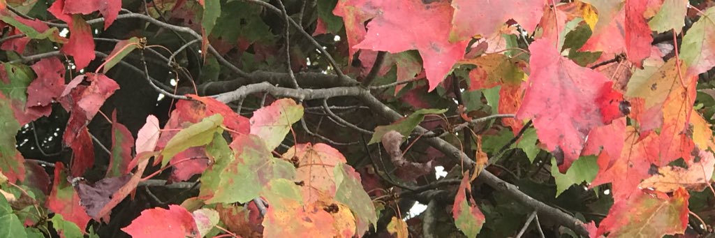 racheltruitt's profile banner image