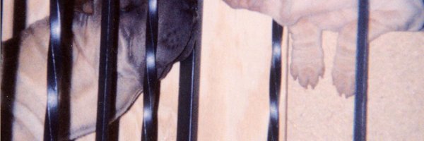 Humming_birder Profile Banner