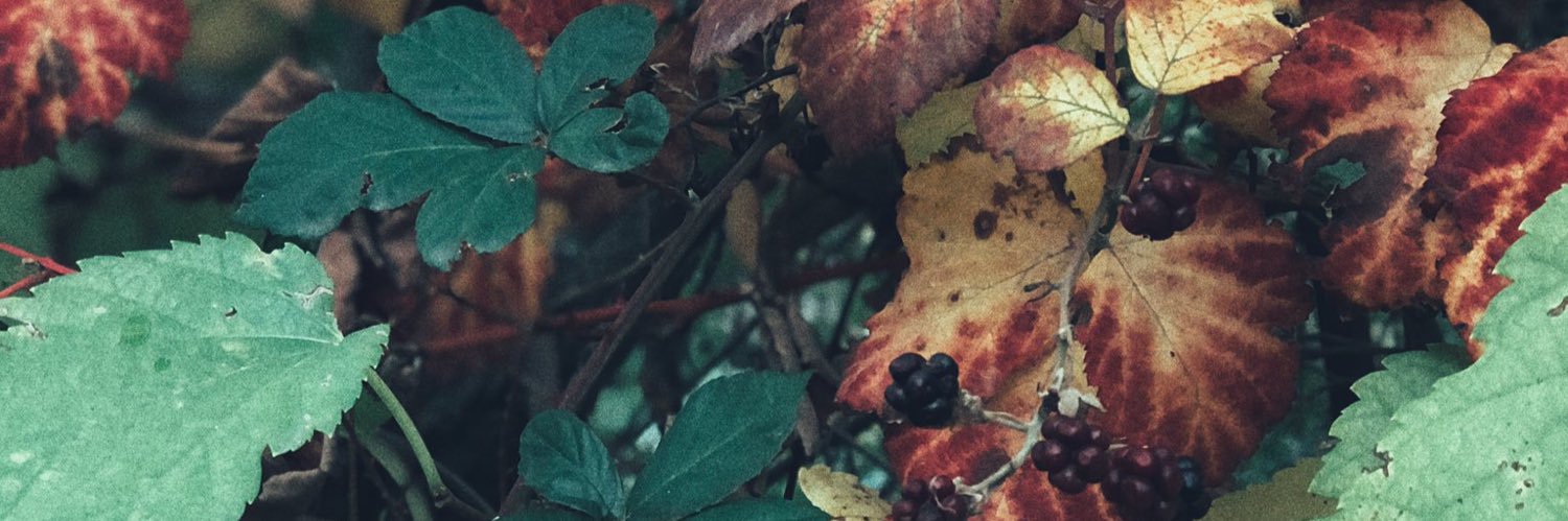 autumnlassitude's profile banner image