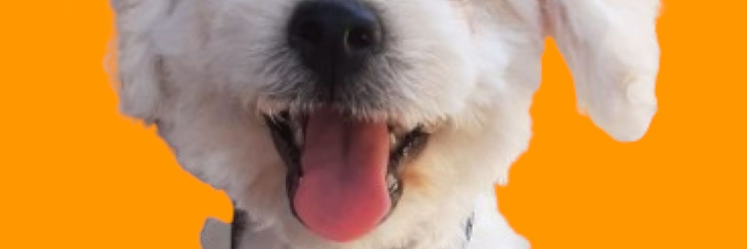 LACHEELO's profile banner image
