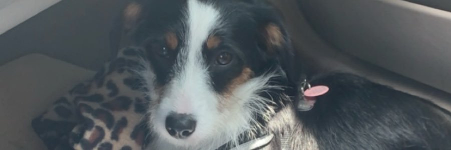 Peyton_Butler7's profile banner image