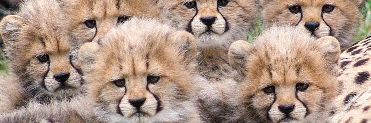Brunis_Is_Cute's profile banner image