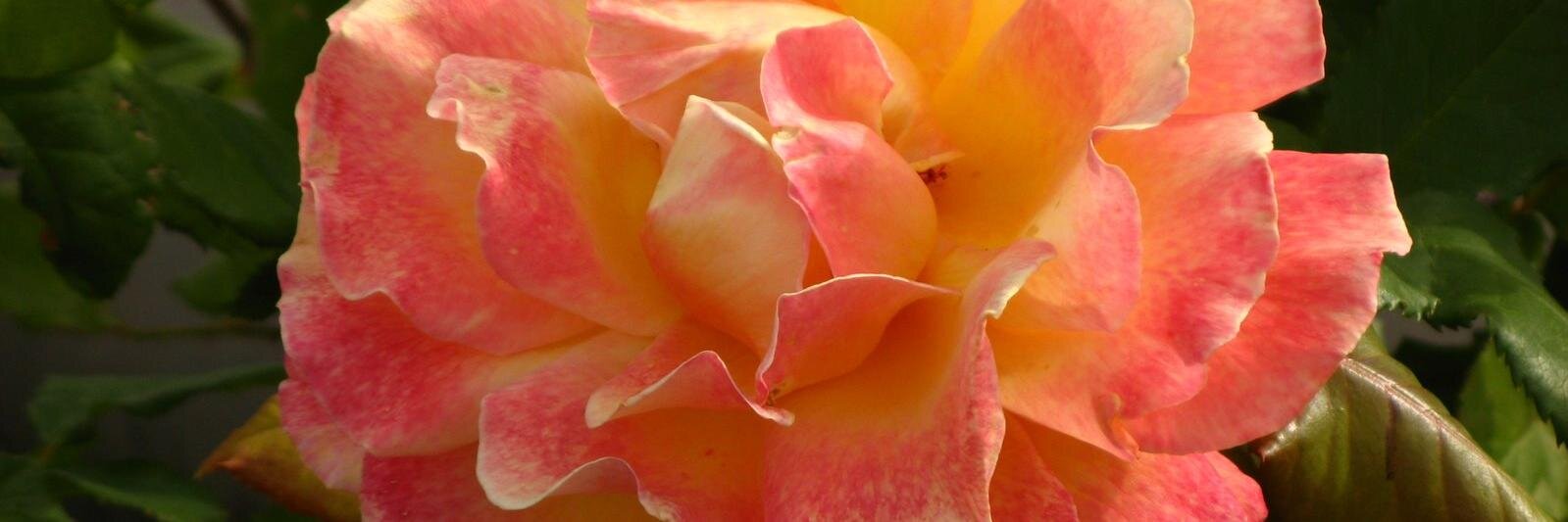 Eilis Courtney banner