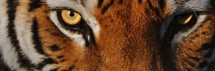 ThomasHParker's profile banner image