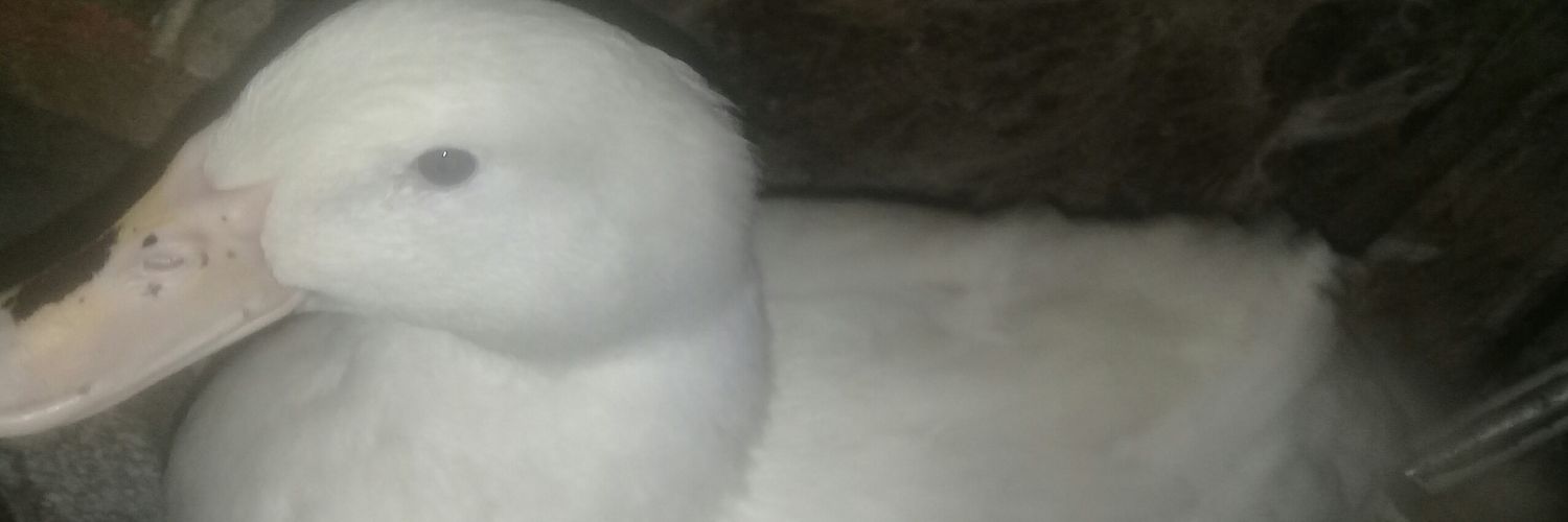 ACruzitoo's profile banner image