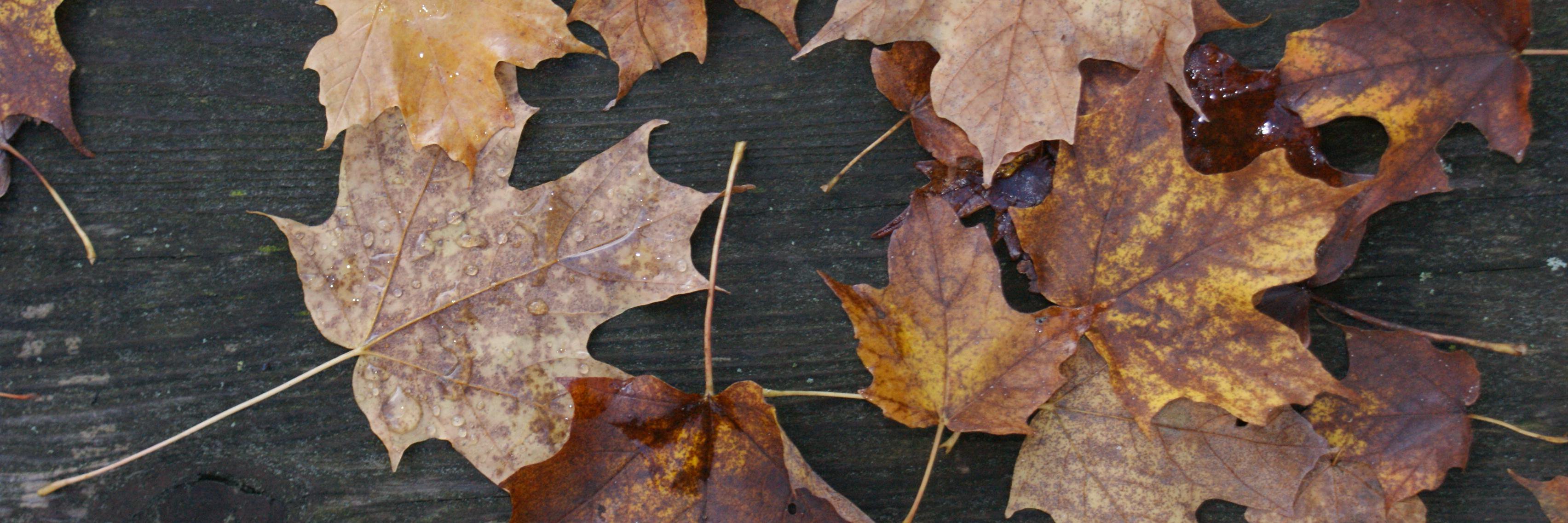 CentralONPsych's profile banner image