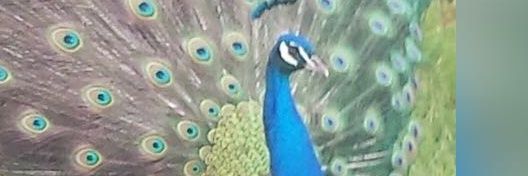 evemoon99's profile banner image