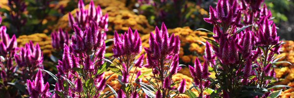 TheJRPierce Profile Banner