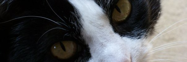 Verónica Torres Macher 🇨🇱 banner