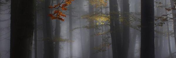 MandiMarieM's profile banner image
