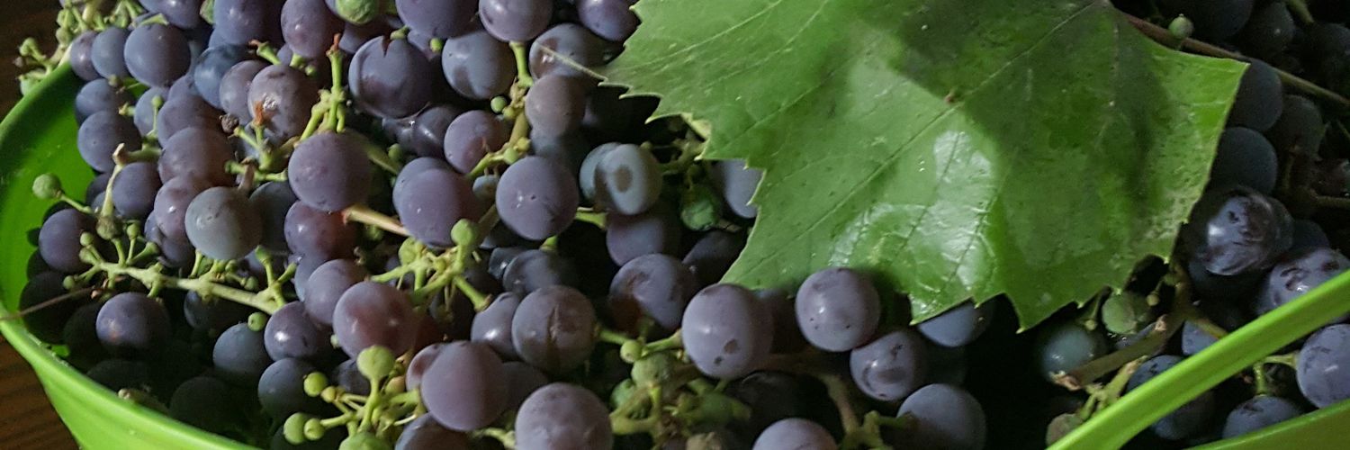 MDIVADOMESTICA's profile banner image