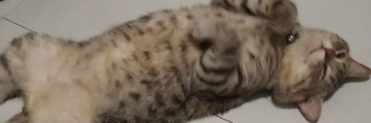 suppakitqc's profile banner image