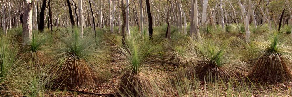 NSW National Parks banner