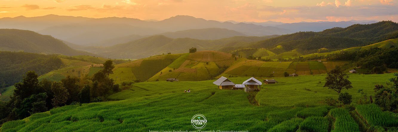 treepetch DIMONDSTAR  banner