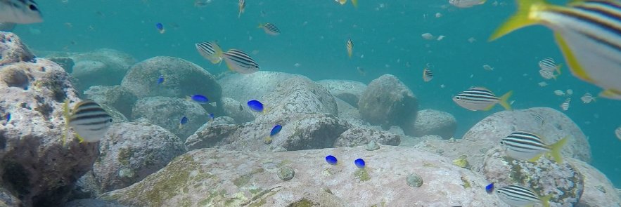 ss_reefsrock's profile banner image