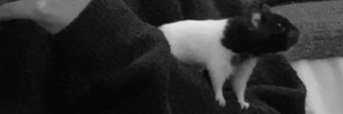 collinefst's profile banner image