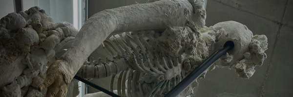 suwakeitai Profile Banner