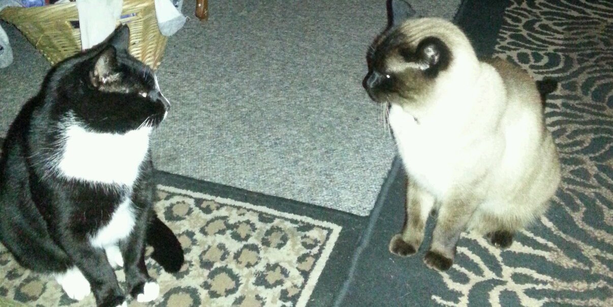 Rick 'n Roll 🎶🎸🎶 banner