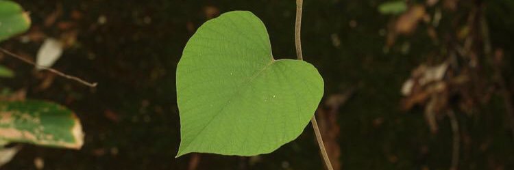 NIQUITA banner