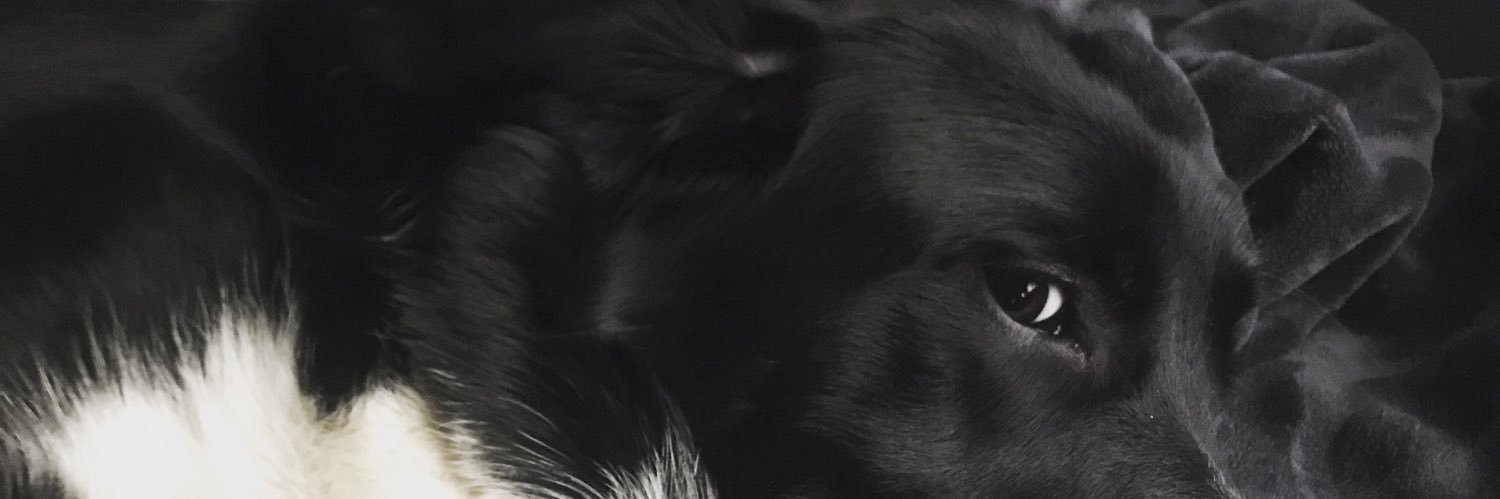 Taylor Noriega banner