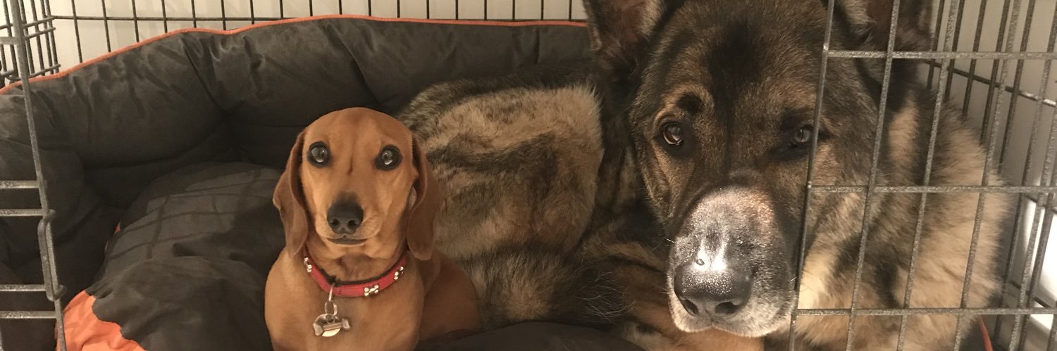 SabatierDog's profile banner image