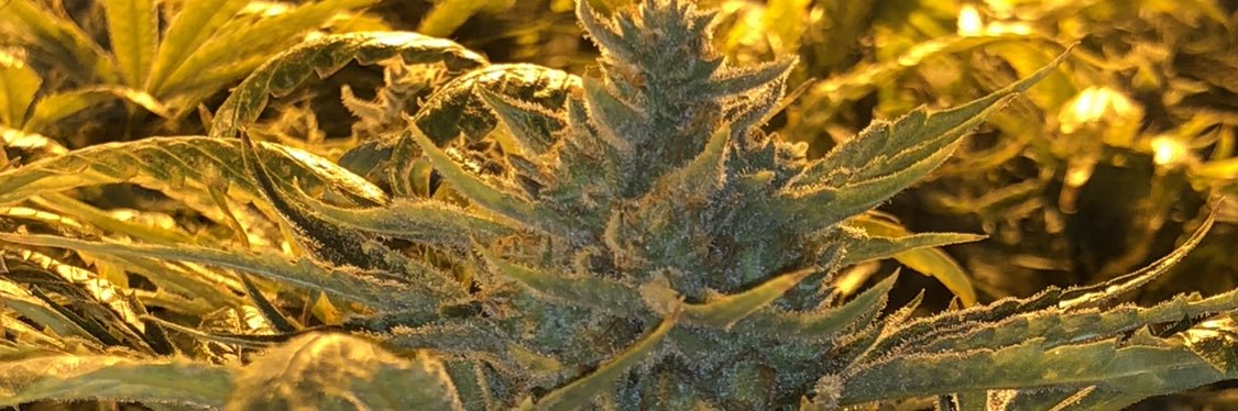 CannabisQuan's profile banner image