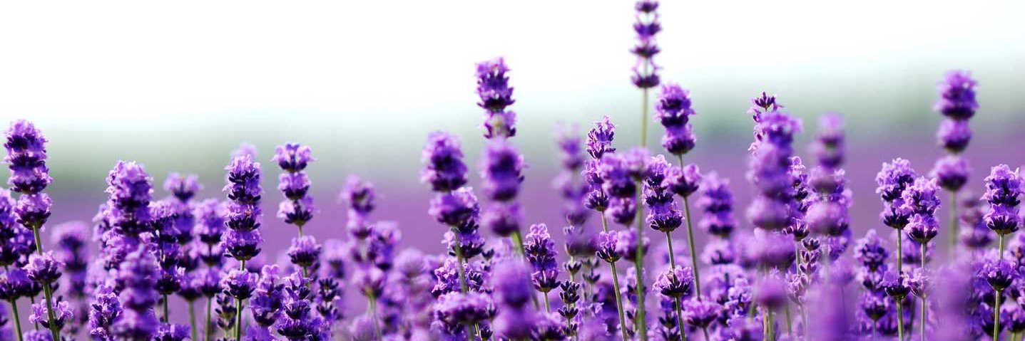 NBNaturalBox's profile banner image