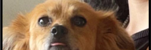 loerchenbam's profile banner image