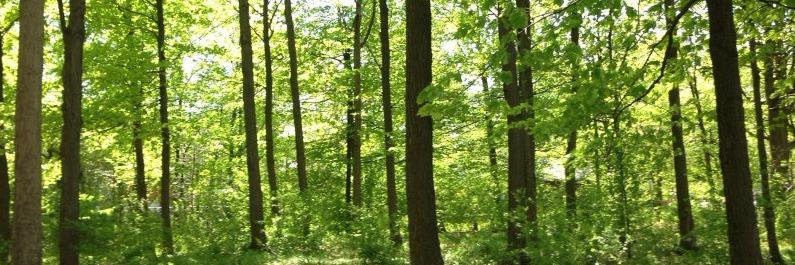 St. Leonard’s Environment Club banner