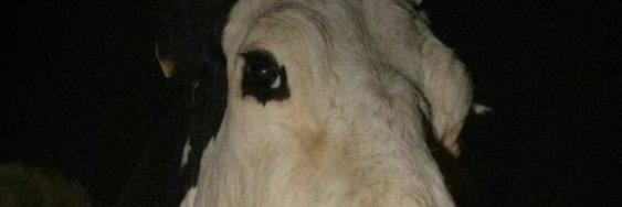 CowcaoRBX's profile banner image