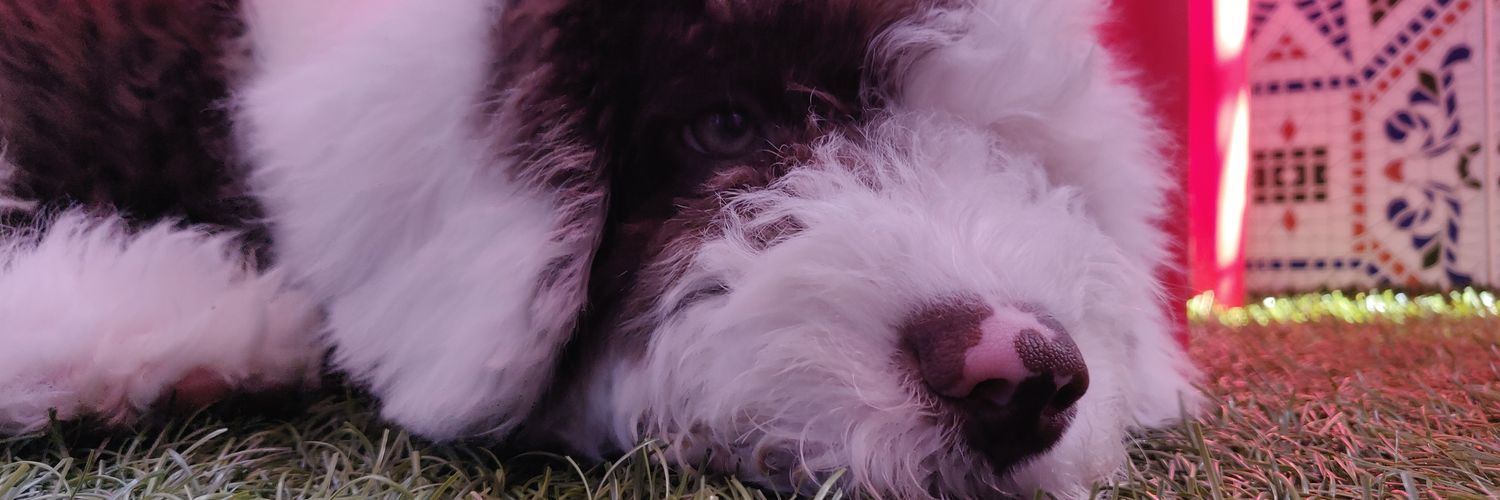 Elenamesa__'s profile banner image