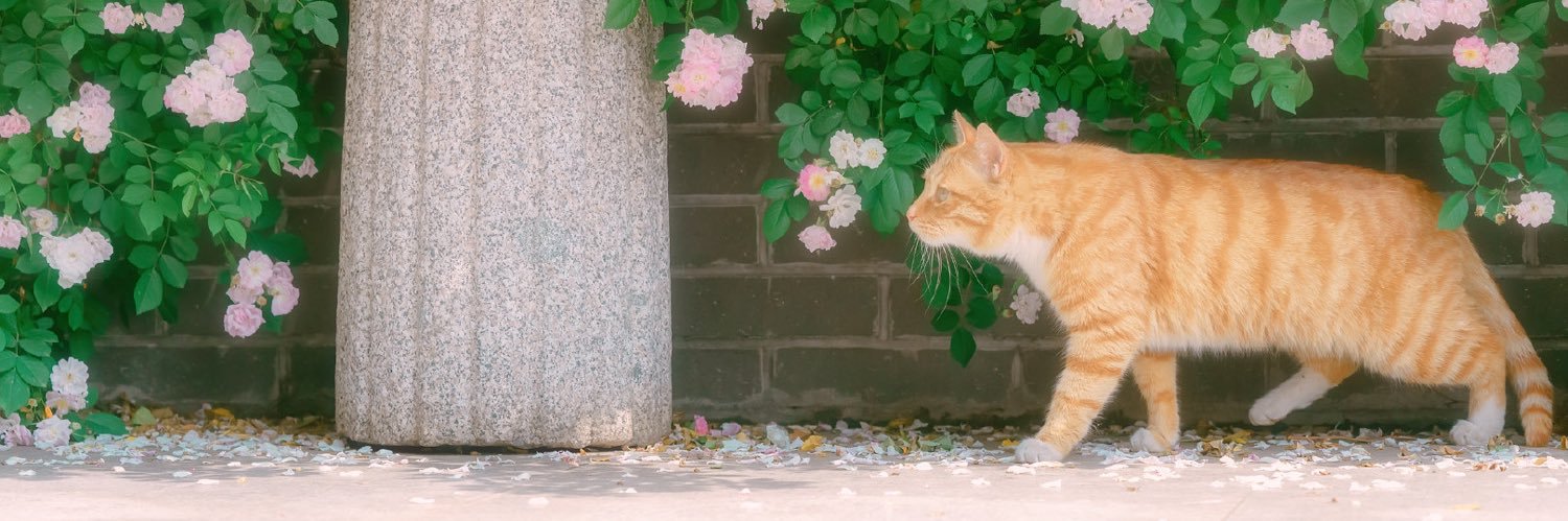 Goldenfiiish's profile banner image
