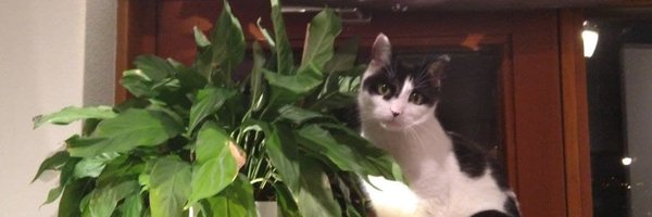 RonjaDeR Profile Banner