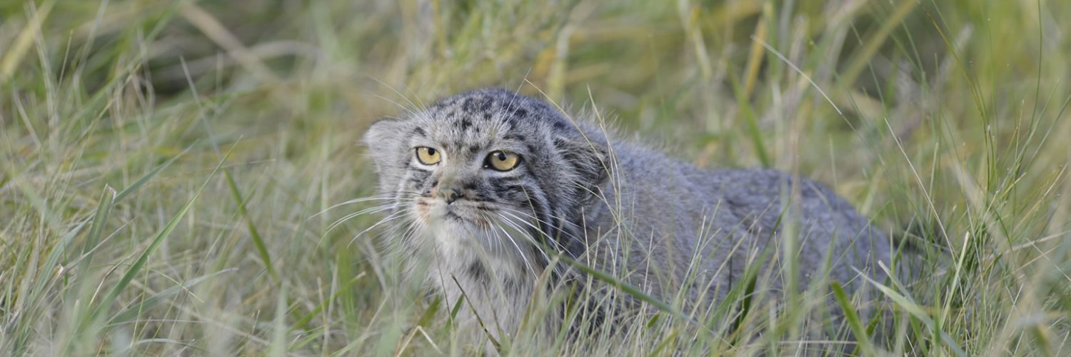ManulerKapelle Salmler banner