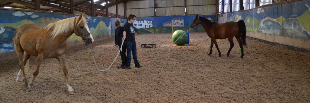 TheHorseCourse's profile banner image