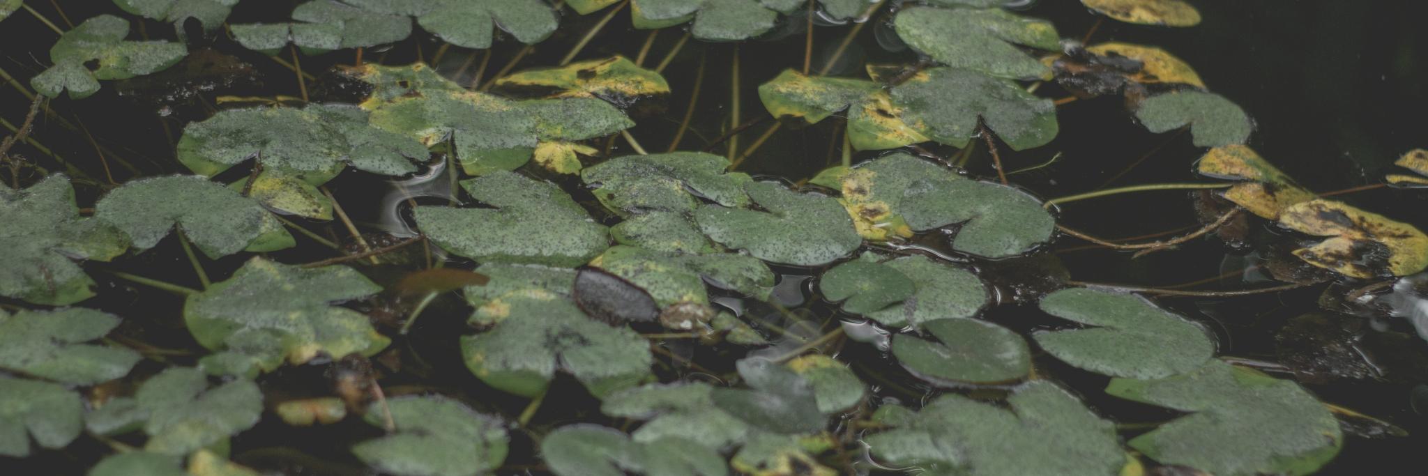 undipablo's profile banner image