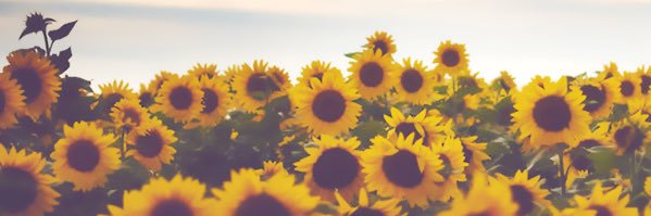 jem 🌻 banner