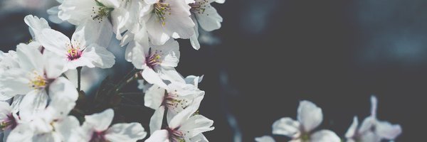 abethenca Profile Banner