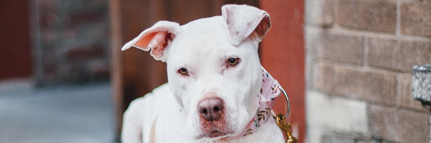 Dulce the Pit Bull🐶 banner