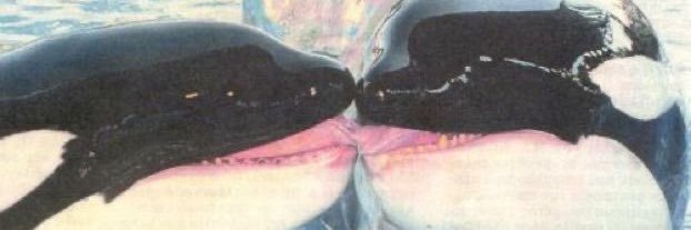 nihlesenel's profile banner image